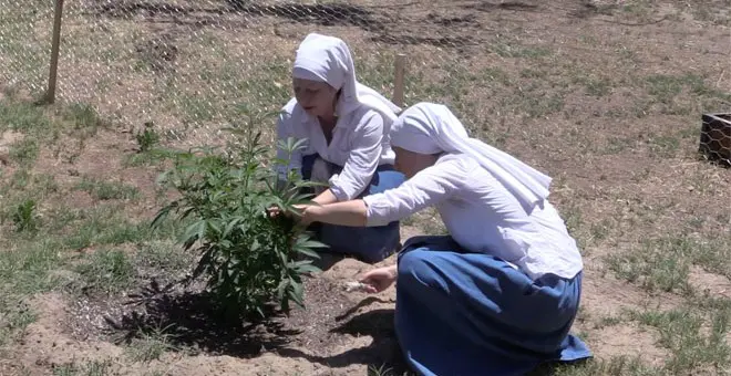 Las Hermanas del Valle llevan cuatro a&ntilde;os y medio cultivando plantas de marihuana y elaborando productos con CBD en una granja secreta en Merced, California.