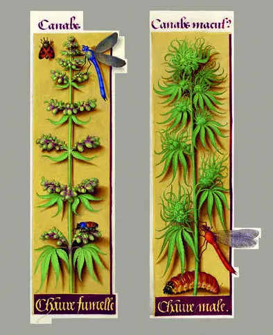 Ilustración de cannabis en la obra 'Grandes horas' de Ana de Bretaña (1505-1508)