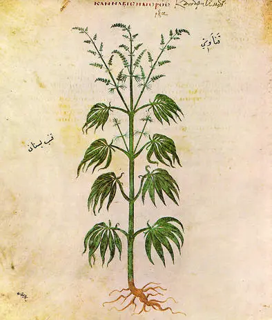 Ilustración de cannabis en 'Vienna Dioscorides' (512 a. C).