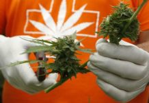 Estudiante bangladesí en Malasia escapa de la pena de muerte por poseer 3,8 kg de cannabis Estudiante bangladesí en Malasia escapa de la pena de muerte por poseer 3,8 kg de cannabis