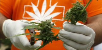 Estudiante bangladesí en Malasia escapa de la pena de muerte por poseer 3,8 kg de cannabis