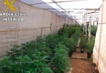 El TC absuelve a directivos de un club de cannabis El TC absuelve a directivos de un club de cannabis