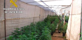 El TC absuelve a directivos de un club de cannabis