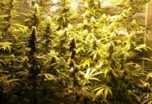 Un policía británico fuera de servicio descubre un cultivo de cannabis mientras visitaba una casa en venta Un policía británico fuera de servicio descubre un cultivo de cannabis mientras visitaba una casa en venta