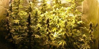 Un policía británico fuera de servicio descubre un cultivo de cannabis mientras visitaba una casa en venta