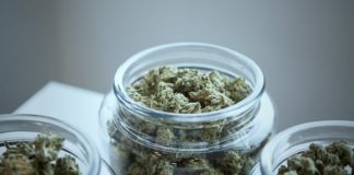 El cannabis: alternativa para enfrentar la crisis econ&oacute;mica