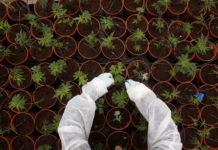 jean-marie-le-guen-pour-une-autorisation-selective-du-cannabis 20170621081020