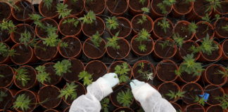 jean-marie-le-guen-pour-une-autorisation-selective-du-cannabis 20170621081020
