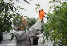 Ondara cosecha sus primeras 3.000 plantas de cannabis en Soria Una trabajadora en los cultivos de cannabis de la compañía Canopy Growth, líder en el mundo.