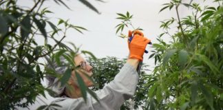 Una trabajadora en los cultivos de cannabis de la compañía Canopy Growth, líder en el mundo.