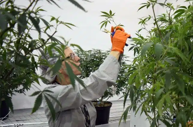Una trabajadora en los cultivos de cannabis de la compa&ntilde;&iacute;a Canopy Growth, l&iacute;der en el mundo. 