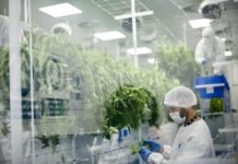 Lamentan que producción del cannabis medicinal solo favorezca a laboratorios Laboratorio de una de las empresas autorizadas a trabajar en Uruguay