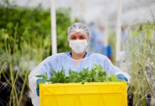 Proyecto de ley de investigación de cannabis es aprobada en EEUU Trabajadores en plena cosecha dentro de un invernáculo destinado a la producción de cannabis para uso medicinal
