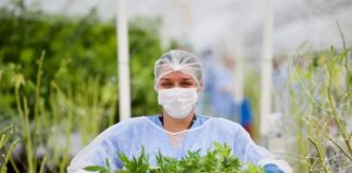 Trabajadores en plena cosecha dentro de un invern&aacute;culo destinado a la producci&oacute;n de cannabis para uso medicinal