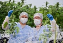 Uruguay potencia su apuesta al cannabis legal: 19 empresas ya cultivan sobre unas 1.000 hectáreas Trabajadoras de una de las empresas que fabrica aceite de cannabis