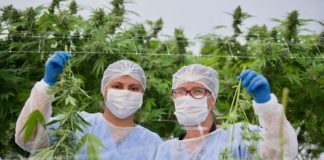 Trabajadoras de una de las empresas&nbsp;que fabrica aceite de cannabis