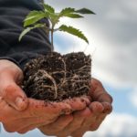 Cómo hacer semillas de cannabis en casa sin conocimientos de genética Cómo hacer semillas de cannabis en casa sin conocimientos de genética