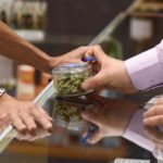 El dispensario Green Pearl Organics paga el 15% de impuestos a California, además de sus gastos operativos, y cumple con numerosas normativas. El mercado negro, no. (AFP/Robyn Beck)