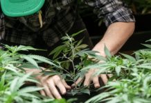 Descubren que el consumo cannabis a largo plazo mejora la funci&oacute;n card&iacute;aca