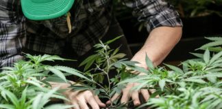 Descubren que el consumo cannabis a largo plazo mejora la función cardíaca Descubren que el consumo cannabis a largo plazo mejora la función cardíaca
