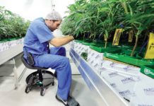 Cannabis medicinal gana terreno; legalizan la venta en Luisiana Cannabis medicinal gana terreno; legalizan la venta en Luisiana