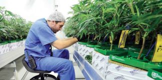 Cannabis medicinal gana terreno; legalizan la venta en Luisiana Cannabis medicinal gana terreno; legalizan la venta en Luisiana