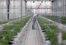 La fiebre del cannabis agita el mercado