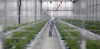 La fiebre del cannabis agita el mercado
