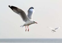 Una gaviota roba un trozo de hachís delante de la policía y evita el arresto de un hombre Una gaviota roba un trozo de hachís delante de la policía y evita el arresto de un hombre