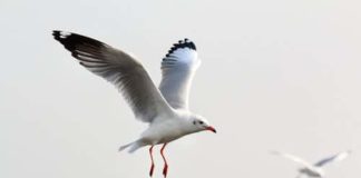 Una gaviota roba un trozo de hachís delante de la policía y evita el arresto de un hombre