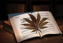 México: Legislación de cannabis medicinal en el olvido México: Legislación de cannabis medicinal en el olvido