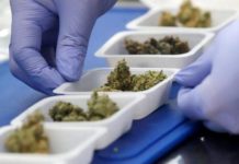 Científicos estudian los brownies de marihuana Científicos estudian los brownies de marihuana