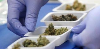 Científicos estudian los brownies de marihuana
