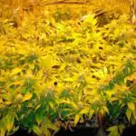 Abonos, potenciadores y otros productos recomendables para su uso en espacios reducidos Abonos, potenciadores y otros productos recomendables para su uso en espacios reducidos