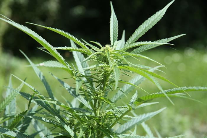 Cannabis sativa plant 8