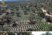 Desmantelada la mayor plantación de cannabis en Extremadura, con 22.000 plantas Desmantelada la mayor plantación de cannabis en Extremadura, con 22.000 plantas