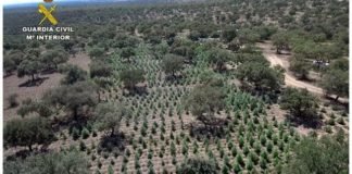 Desmantelada la mayor plantación de cannabis en Extremadura, con 22.000 plantas