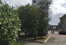 Una planta de burundanga frente a la comisaría coruñesa Una planta de burundanga frente a la comisaría coruñesa