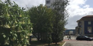 Una planta de burundanga frente a la comisaría coruñesa