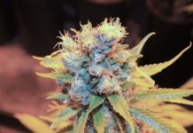 La campaña para legalizar la marihuana en Florida logra 100.000 firmas en 20 días La campaña para legalizar la marihuana en Florida logra 100.000 firmas en 20 días