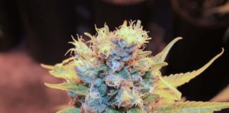 La campaña para legalizar la marihuana en Florida logra 100.000 firmas en 20 días