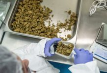 Claves para la regulación del cannabis para uso medicinal que empieza a abordar el Congreso Latinoamérica necesita homogeneizar sus normas sobre el cannabis medicinal