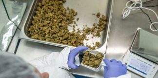 Latinoam&eacute;rica necesita homogeneizar sus normas sobre el cannabis medicinal