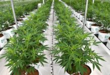 El cáñamo o cannabis medicinal, un cultivo de «marihuana legal» que se expande por la Costa de Granada El cannabis se encontraba en un vivero legal de cáñamo en Llíria (Valencia).