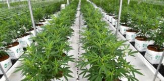 El cannabis se encontraba en un vivero legal de c&aacute;&ntilde;amo en Ll&iacute;ria (Valencia).