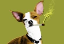 Veterinarios argentinos piden la reglamentación del cannabis medicinal en mascotas productos CBD