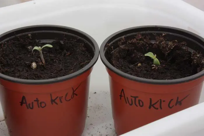 Dos AutoKick naciendo con mucho vigor. Esta variedad promete ser no solo una de las m&aacute;s productoras, sino tambi&eacute;n de las m&aacute;s resistentes a infecciones radiculares.
