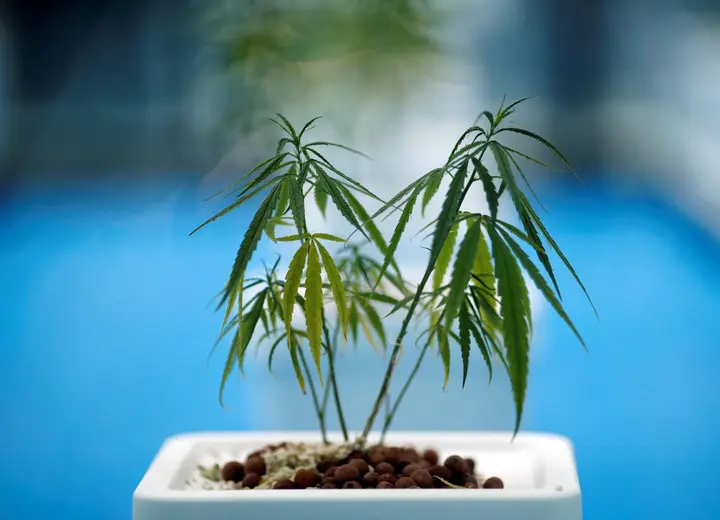 Hay m&aacute;s de 6,000 variaciones de flavonoides, pero los cient&iacute;ficos de Harvard ven un gran potencial en uno que se encuentra en el cannabis y que se utiliza para hacer un compuesto denominado FBL-03G.