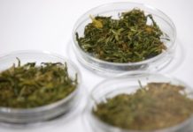 Cannabis medicinal: Nueva Zelanda abrió un posgrado para estudiar a fondo sus beneficios Los científicos del Instituto Dana-Farber para el Cáncer de la Universidad de Harvard lograron hacer desaparecer por completo los tumores malignos de ratas con cáncer de pancreas.