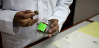Más preguntas que respuestas en la regulación del cannabis médico en Ecuador
